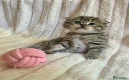 Mixed Breed cats for sale: 4 beautiful kittens available to reserve - Image 5