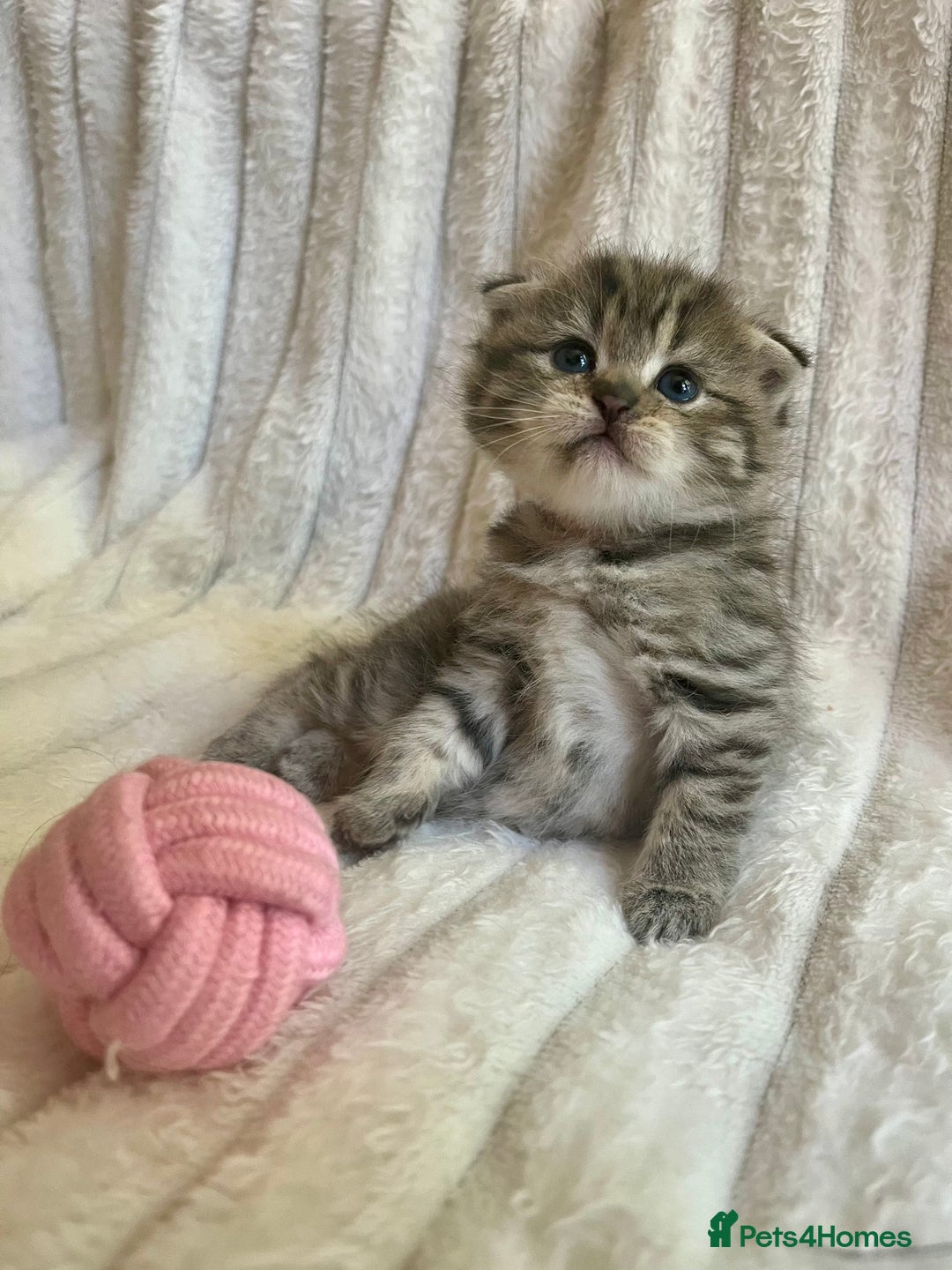 Mixed Breed cats for sale: 4 beautiful kittens available to reserve - Image 5