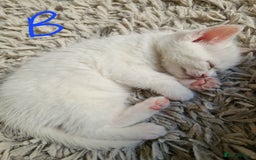 British Shorthair cats for sale: Beautiful British Shorthair Cross Kittens - Image 6