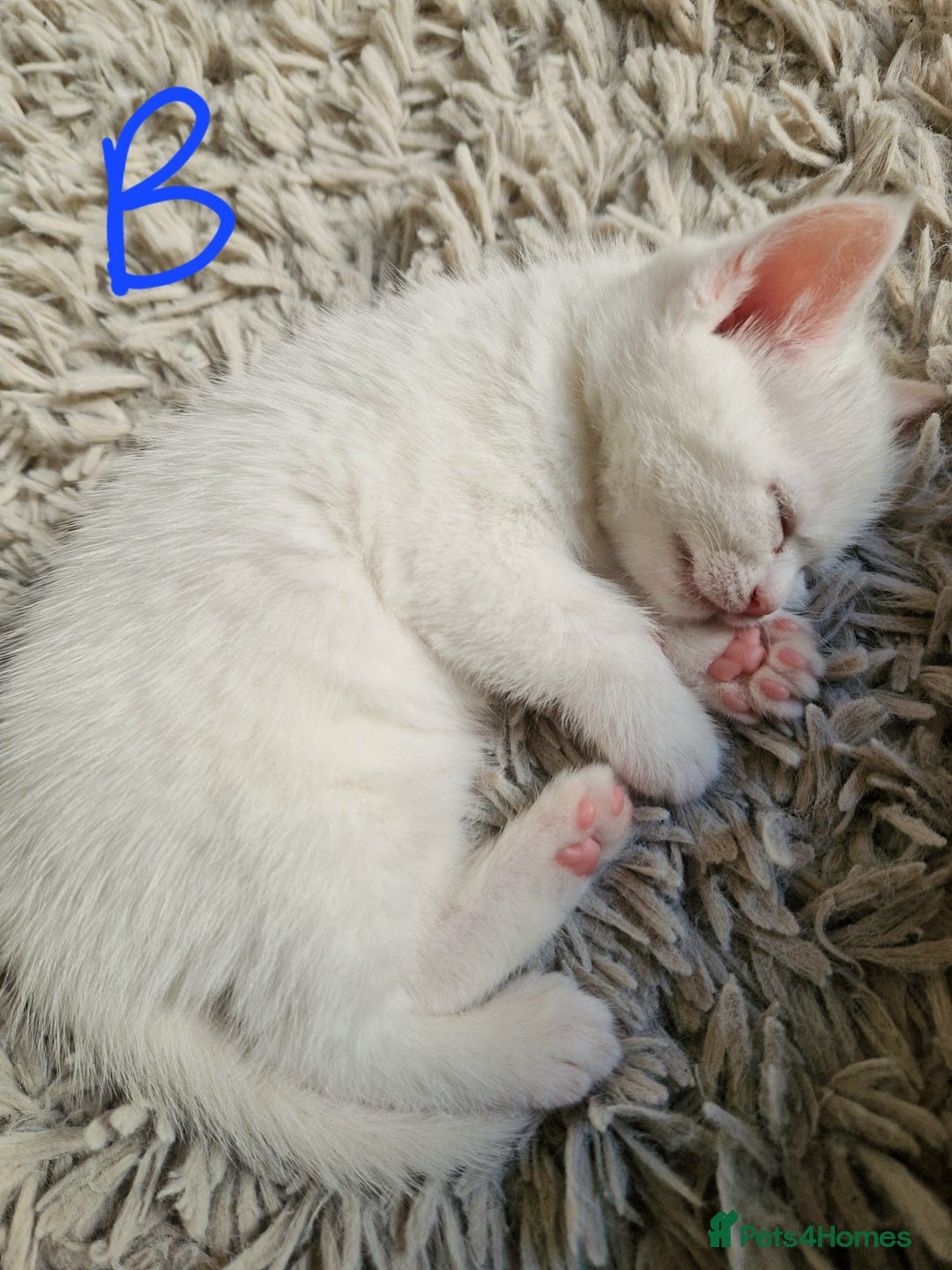 British Shorthair cats for sale: Beautiful British Shorthair Cross Kittens - Image 6