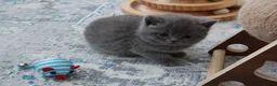 British Shorthair cats for sale: Gorgeous Pure Breed British Shorthair Kittens - Advert 21