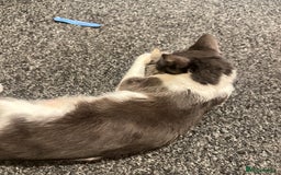 Domestic Shorthair cats for sale: Beautiful grey and white female cat - Image 3