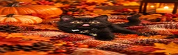 British Shorthair cats for sale: Supreme Champion Line British Shorthair Kittens - Advert 1