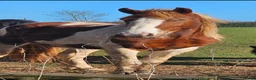 Paint horses for sale: ❤️ Goonie-cracking red and white cob gelding ❤️ in Tiverton - Advert 16