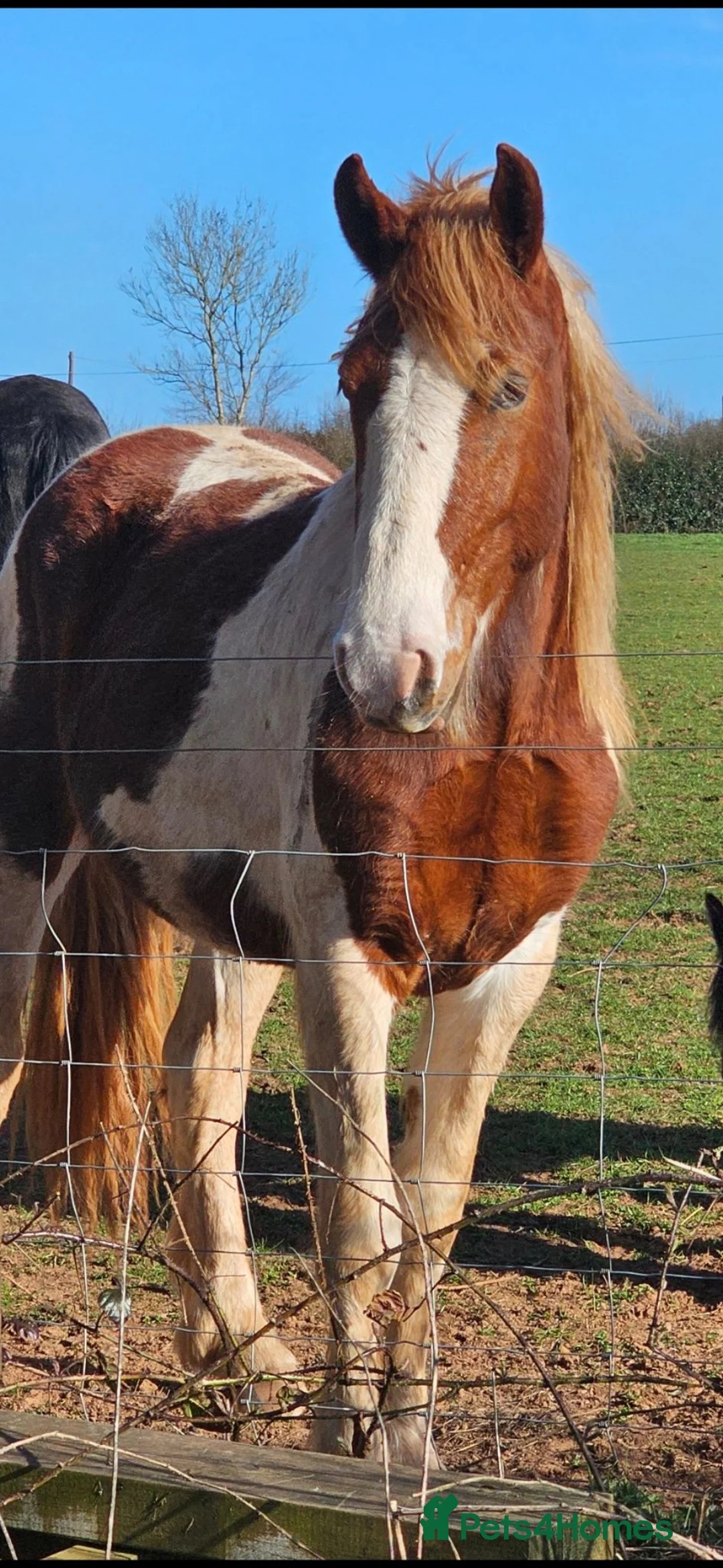 Paint horses for sale: ❤️ Goonie-cracking red and white cob gelding ❤️ in Tiverton - Advert 16