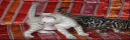 Bengal cats for sale: Outstanding Bengal kittens , European champion dad - Advert 3