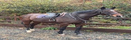 English Thoroughbred horses for sale: 16'1 ROR Eligible Sweetheart  - Advert 5