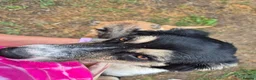 Mixed Breed dogs for adoption: Lou - north Walsham Norfolk  - Advert 2