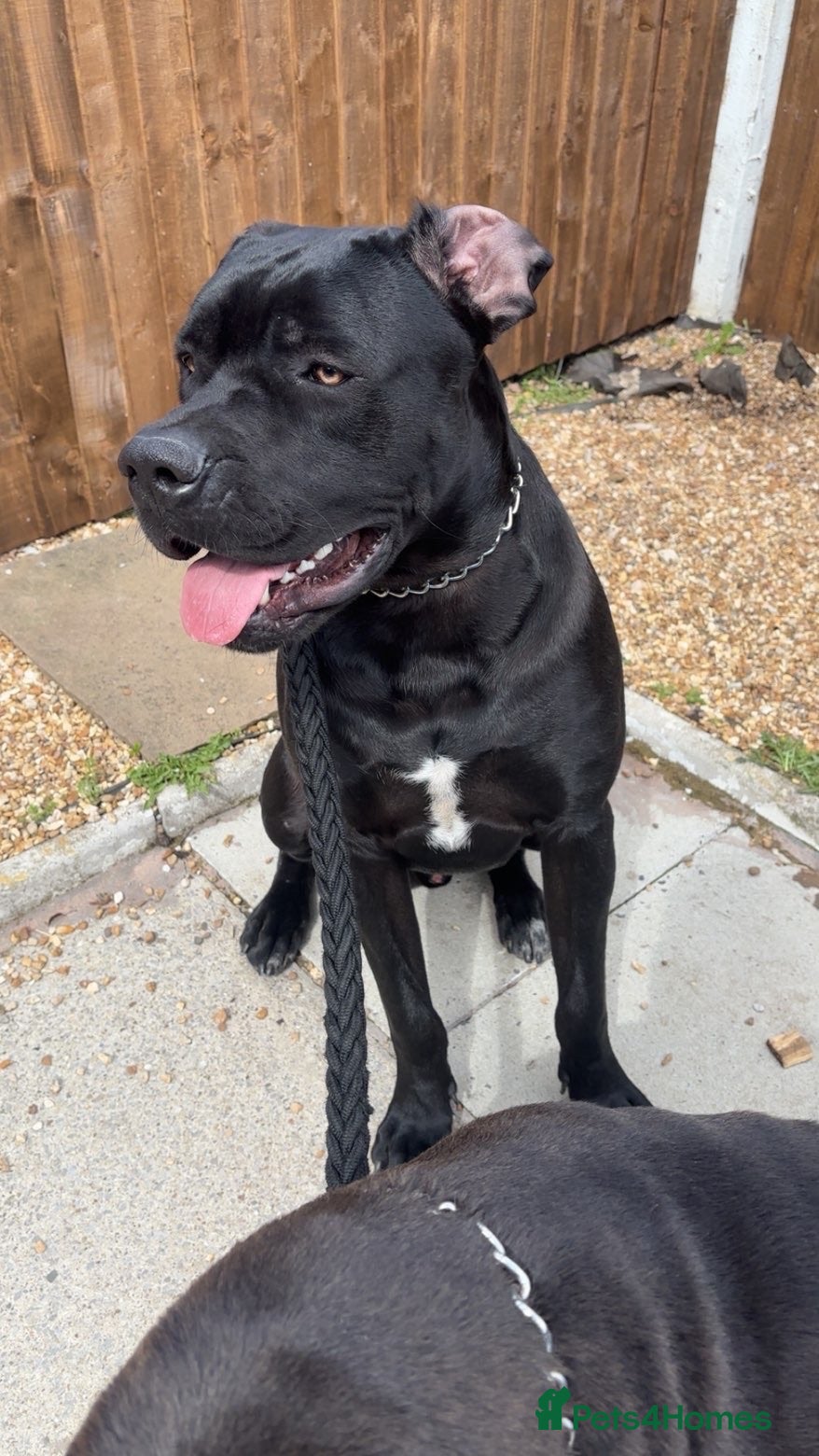 Cane Corso dogs 1 year old, boy, cane corse  - Advert 1