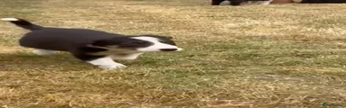 Border Collie 6