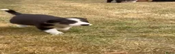 Border Collie dogs for sale: 9 Border Collie pups - Advert 4