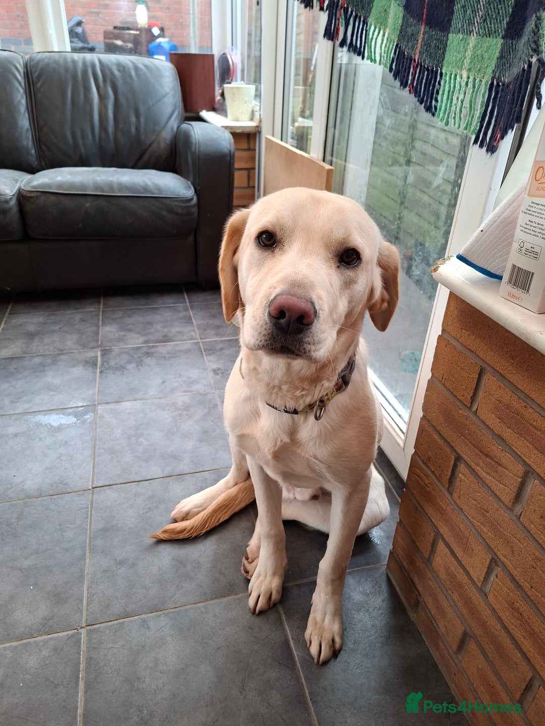 Labrador Retriever dogs for sale: Pluto 7 month old lab pup - Advert 4