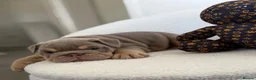 English Bulldog dogs for sale: Stunning English Bulldog Puppies 💖 - Advert 10