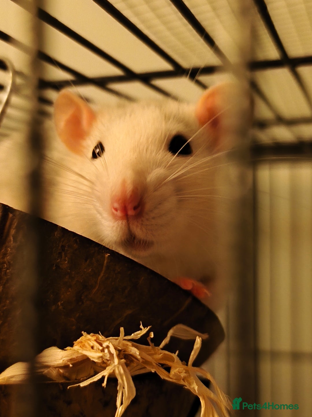 Rat rodents for sale: 4 gorgeous rats for adoption  - Advert 13