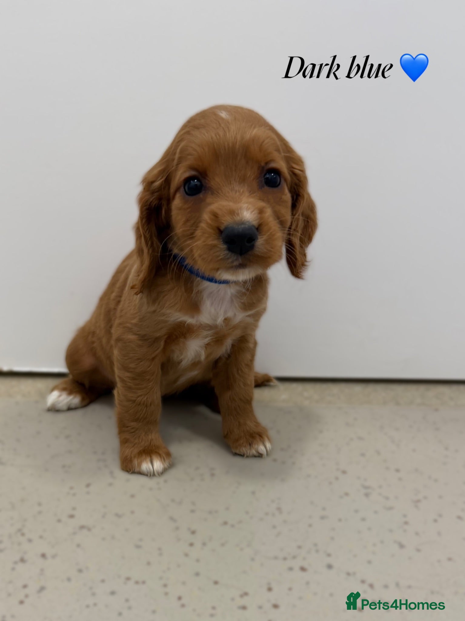 Cocker Spaniel dogs Beautiful cocker spaniel pups for sale! - Advert 1