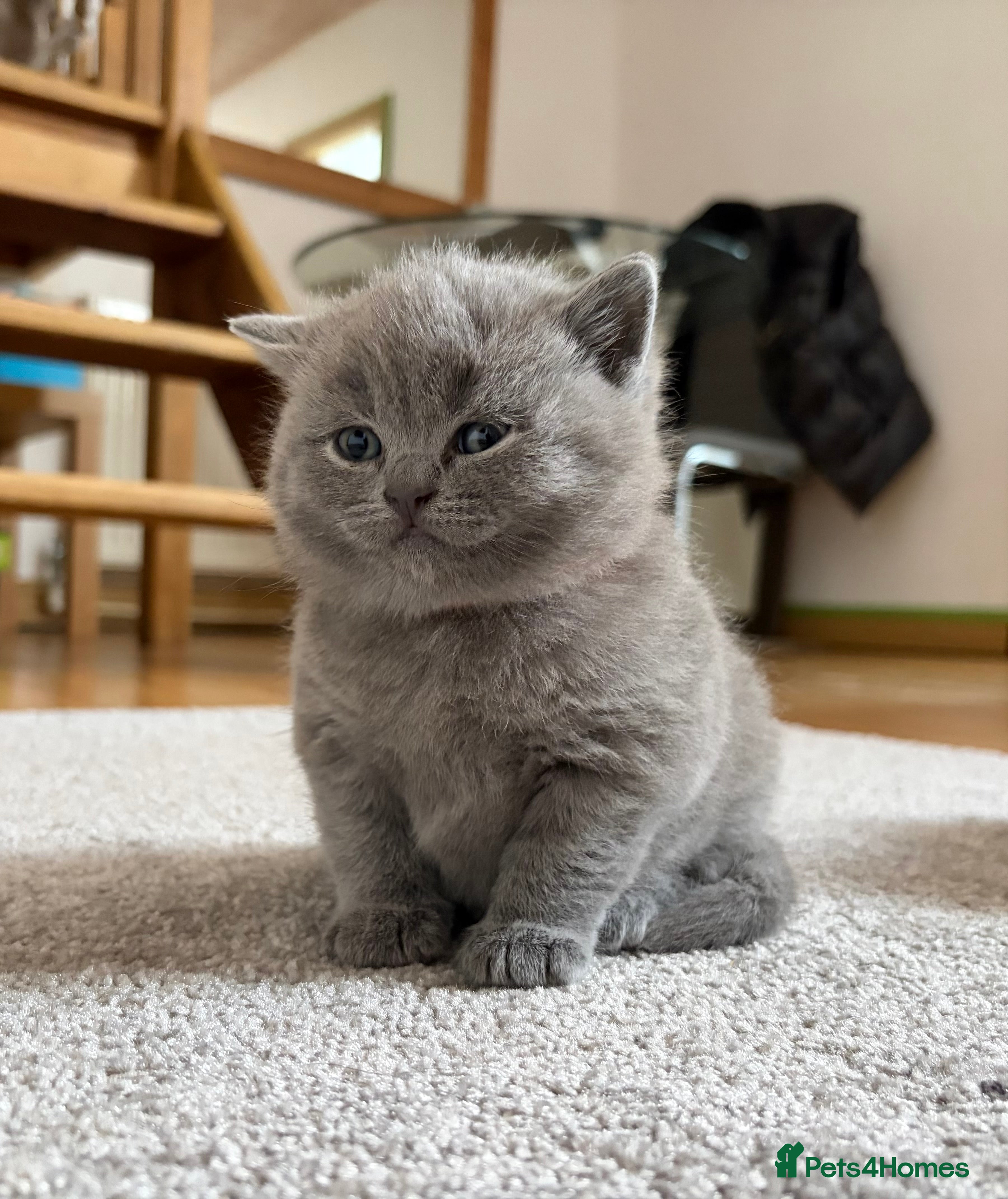British Shorthair cats Beautiful kitties - Advert 8