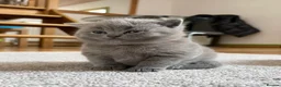 British Shorthair cats for sale: Beautiful kitties - Advert 4