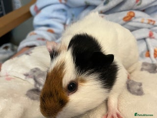 Guinea Pig rodents Guinea pig - Advert 1