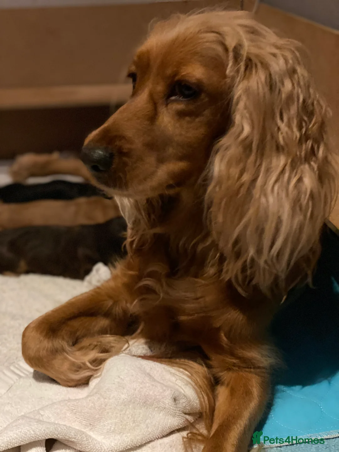 Cocker Spaniel dogs for sale: 4 gorgeous KC cocker spaniel puppies - Advert 2