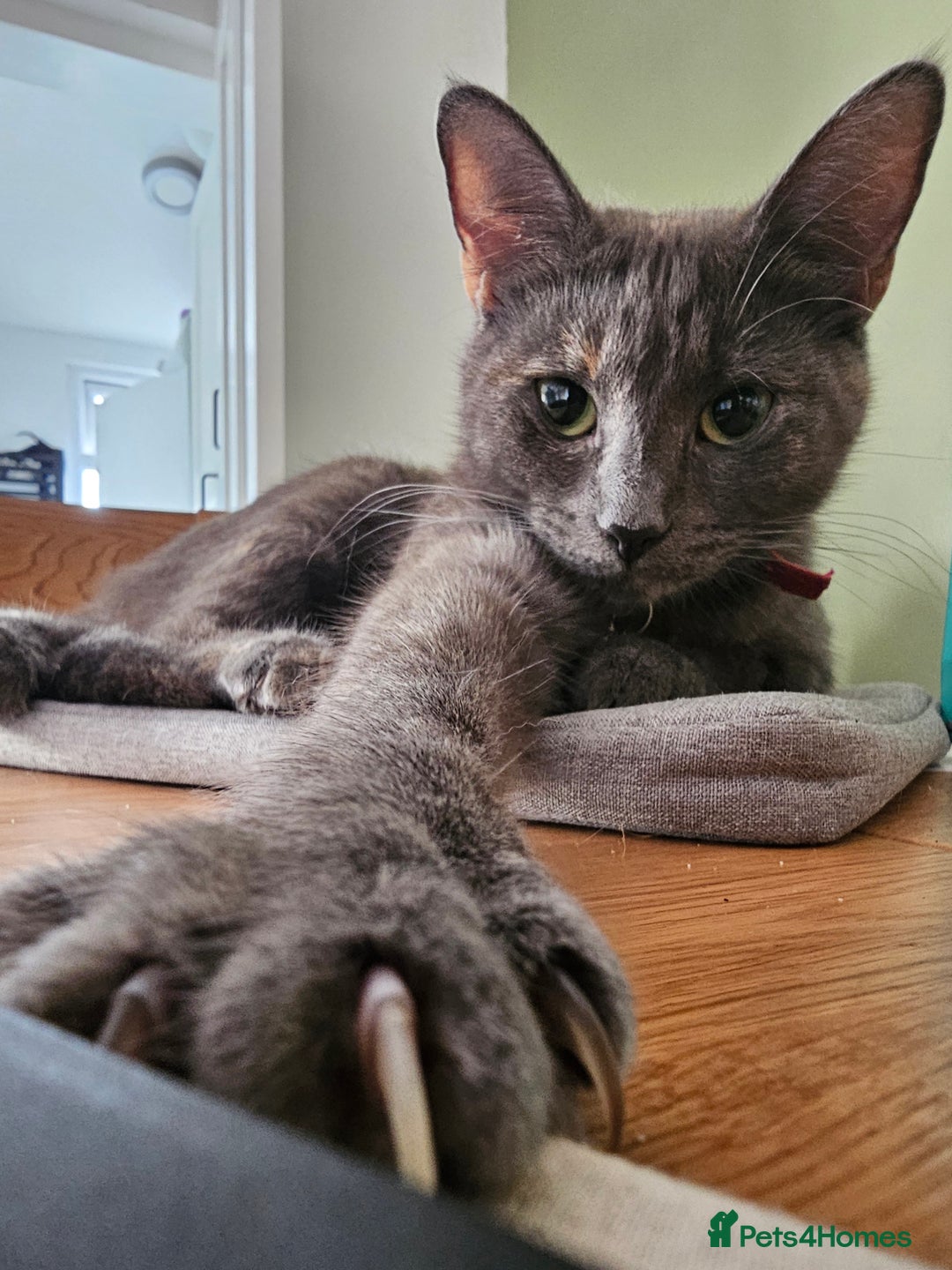 Mixed Breed cats for sale: 2 Gorgeous babies, ready to go - Advert 11