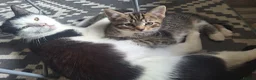 Mixed Breed cats for sale: 3 little boys and 1 girl  - Advert 18