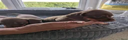 Dachshund dogs for sale: 🐶🐶 Beautiful Minature Dachshund Babies ! 🐶🐶 - Advert 8