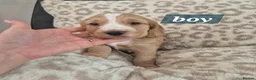 Cocker Spaniel dogs for sale: 2 cocker spaniel boy puppies  - Advert 3
