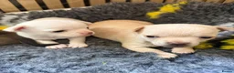 Chihuahua dogs for sale: Smooth coat chihuahua puppies  - Advert 6