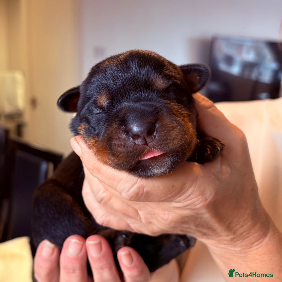 Rottweiler dogs for sale: 4 Gorgeous Rottweiler Puppies - Advert 6