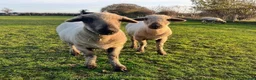 Sheep livestock for sale: Twin Valais X Southdown wethers. in Chester - Advert 1