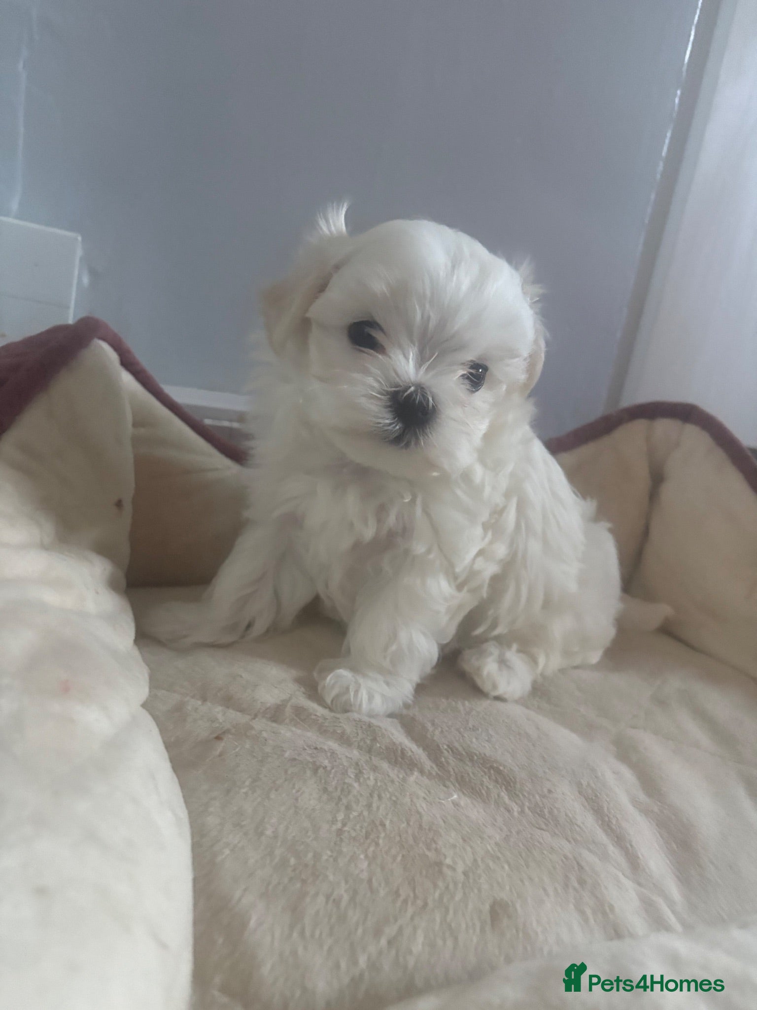 Maltese dogs Maltese Korean mini  - Advert 1