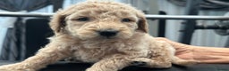 Goldendoodle dogs for sale: F1B STANDARD GOLDENDOODLE - Advert 4