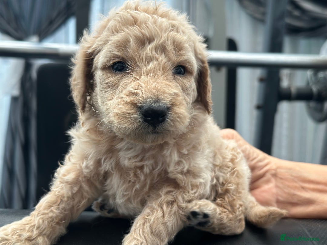 Goldendoodle dogs for sale: F1B STANDARD GOLDENDOODLE - Advert 4