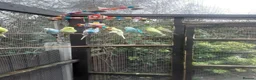 Budgerigars birds for sale: Budgie aviary and budgies - Advert 10