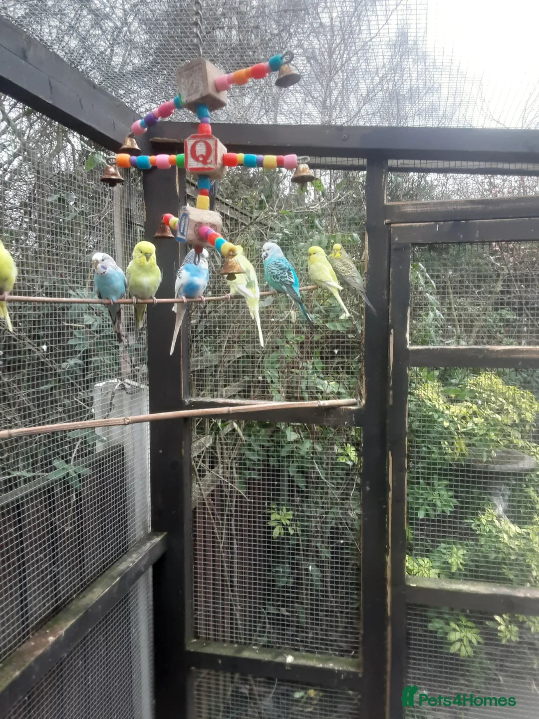 Budgerigars birds for sale: Budgie aviary and budgies - Advert 10