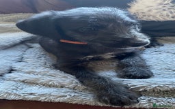 Mixed Breed dogs for sale: F1 Beddy  whippet out of KC health tested parents - Image 4