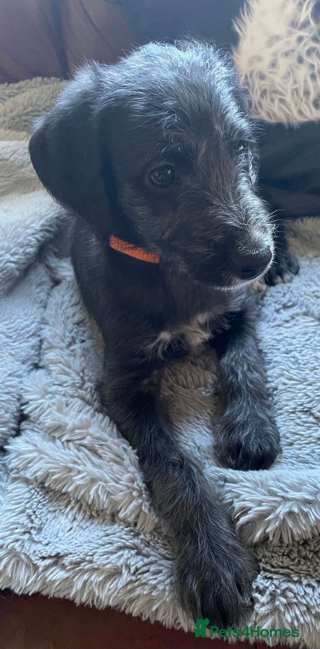 Mixed Breed dogs for sale: F1 Beddy  whippet out of KC health tested parents - Image 4