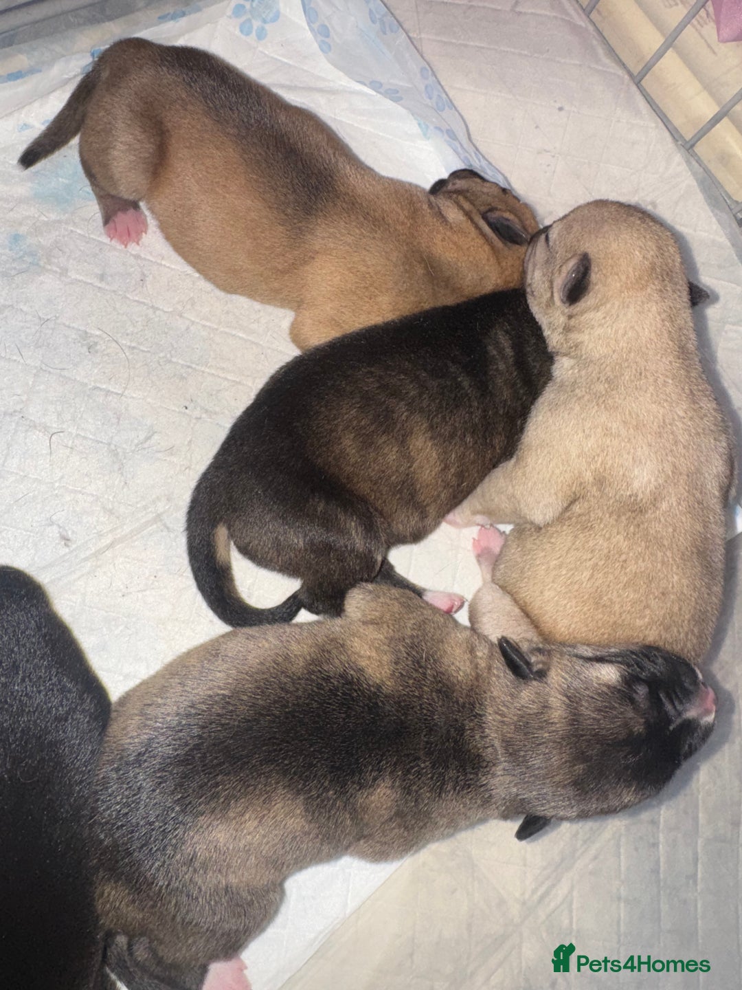 Mixed Breed dogs for sale: Stuffy puppies for sale  - Image 16