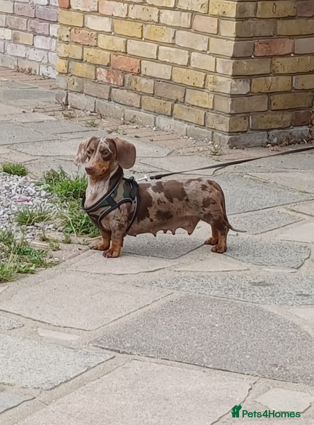 Miniature Dachshund dogs Miniature dachshunds - Advert 1
