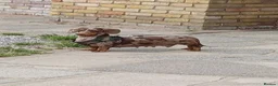 Miniature Dachshund dogs for sale: Miniature dachshunds - Advert 1