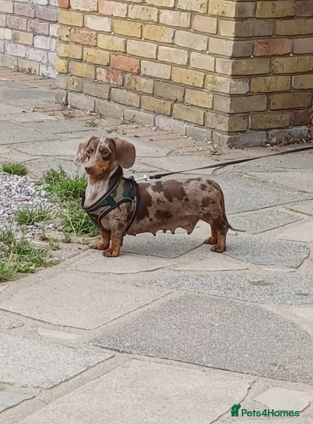 Miniature Dachshund dogs for sale: Miniature dachshunds - Advert 1