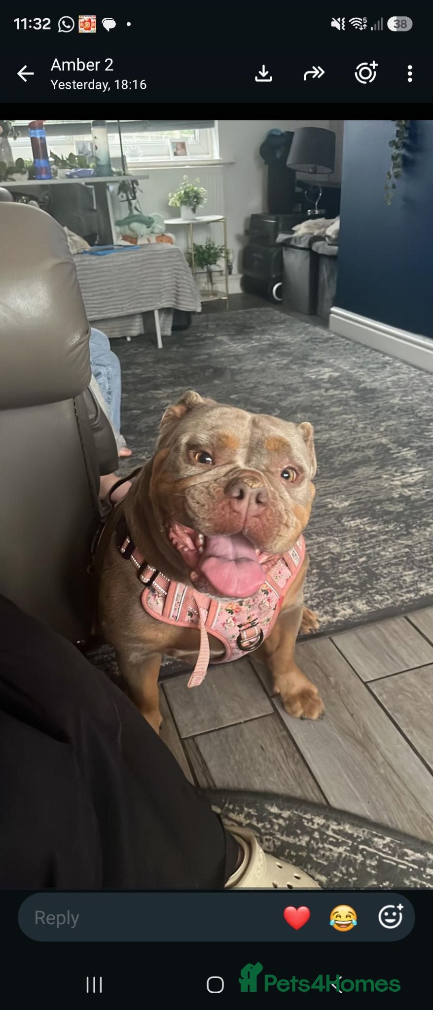 Olde English Bulldogge dogs Oldee English bulldogge  - Advert 17