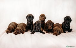 Mixed Breed dogs for sale: Final 2  puppies sharpei x show cocker   - Image 1