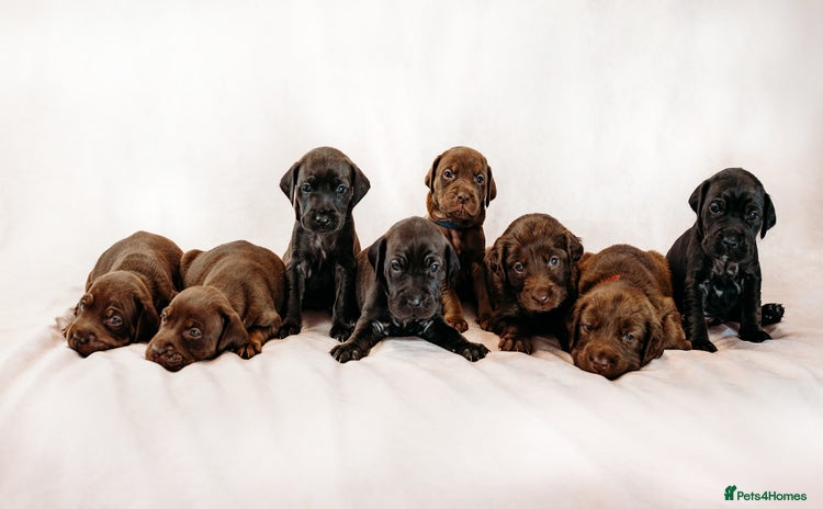 Mixed Breed dogs - Advert 11
