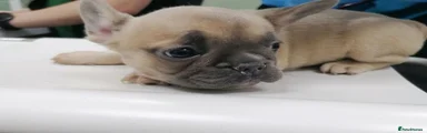 French Bulldog 5