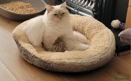 Ragdoll cats for sale: 3 Ragdoll kittens 15th November  - Image 1