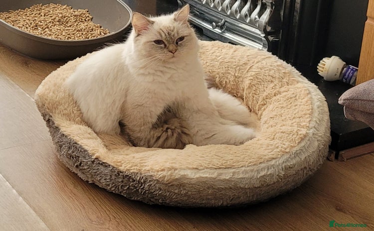 Ragdoll cats - Advert 7