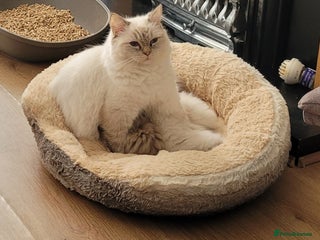 Ragdoll cats - Advert 4