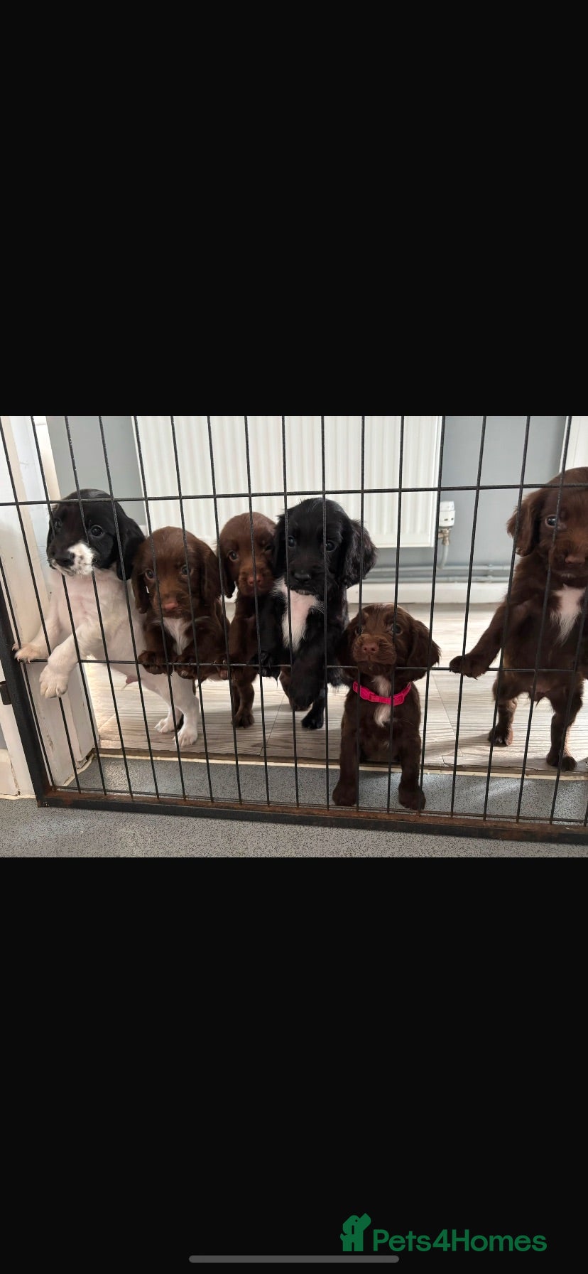 English Springer Spaniel dogs  Springer spaniel pups looking for forever homes - Advert 18