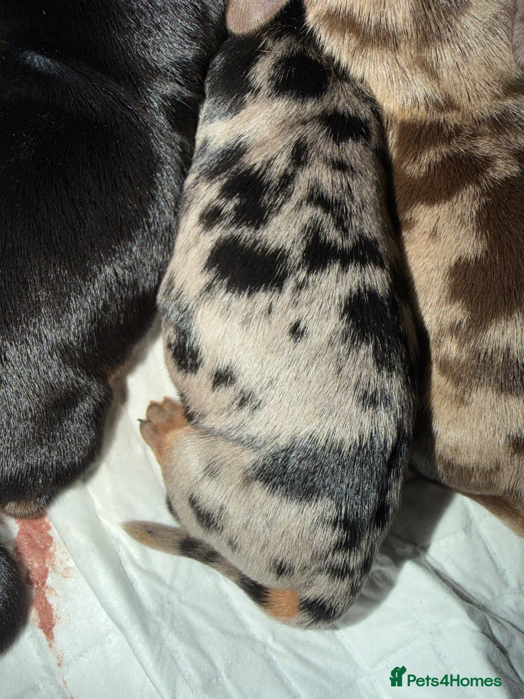 Miniature Dachshund dogs for sale: Miniature dachshund  - Advert 4